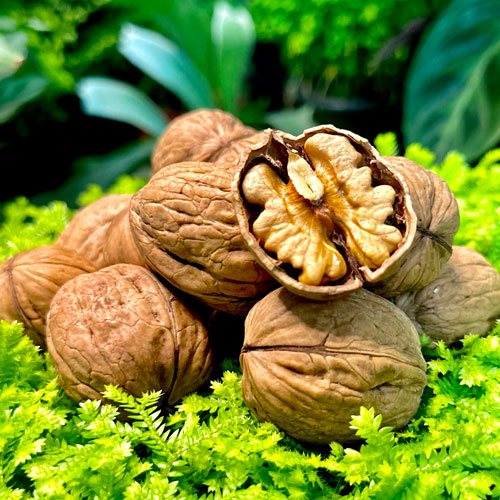 walnut